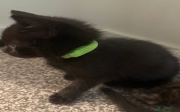 Domestic Shorthair cats for sale: Gorgeous baby kittens  - Image 2