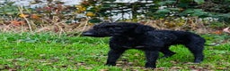 Bedlington Terrier dogs for stud: KC Reg’d Bedlington Terrier at Stud - Advert 2