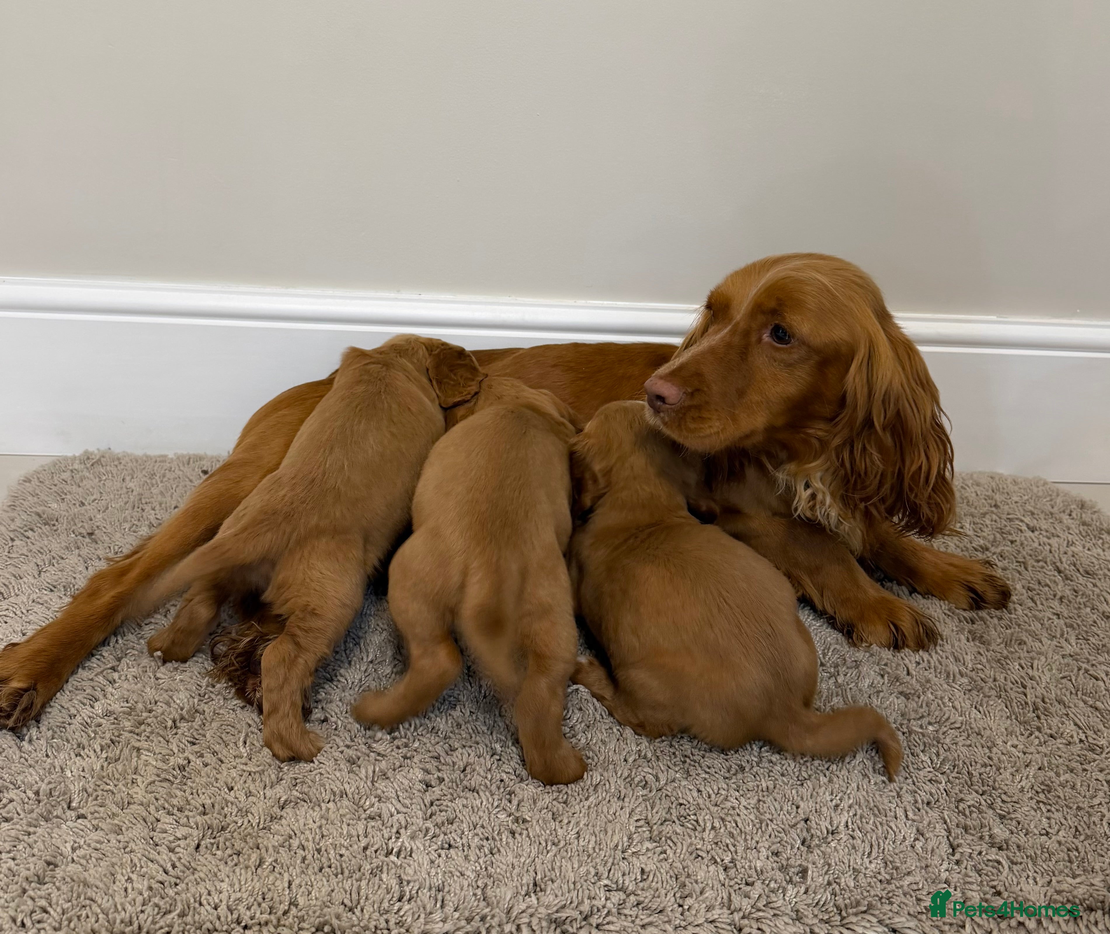 Cocker Spaniel dogs Cocker Spaniel Puppies  - Advert 14