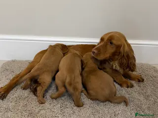 Cocker Spaniel dogs Cocker Spaniel Puppies - Advert 6