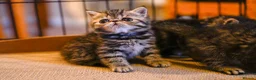 Persian cats for sale: Exotic Persian kittens  - Advert 29