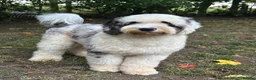 Sheepadoodle dogs for stud: Unique midi sheepadoodle hybrid stud - Advert 19