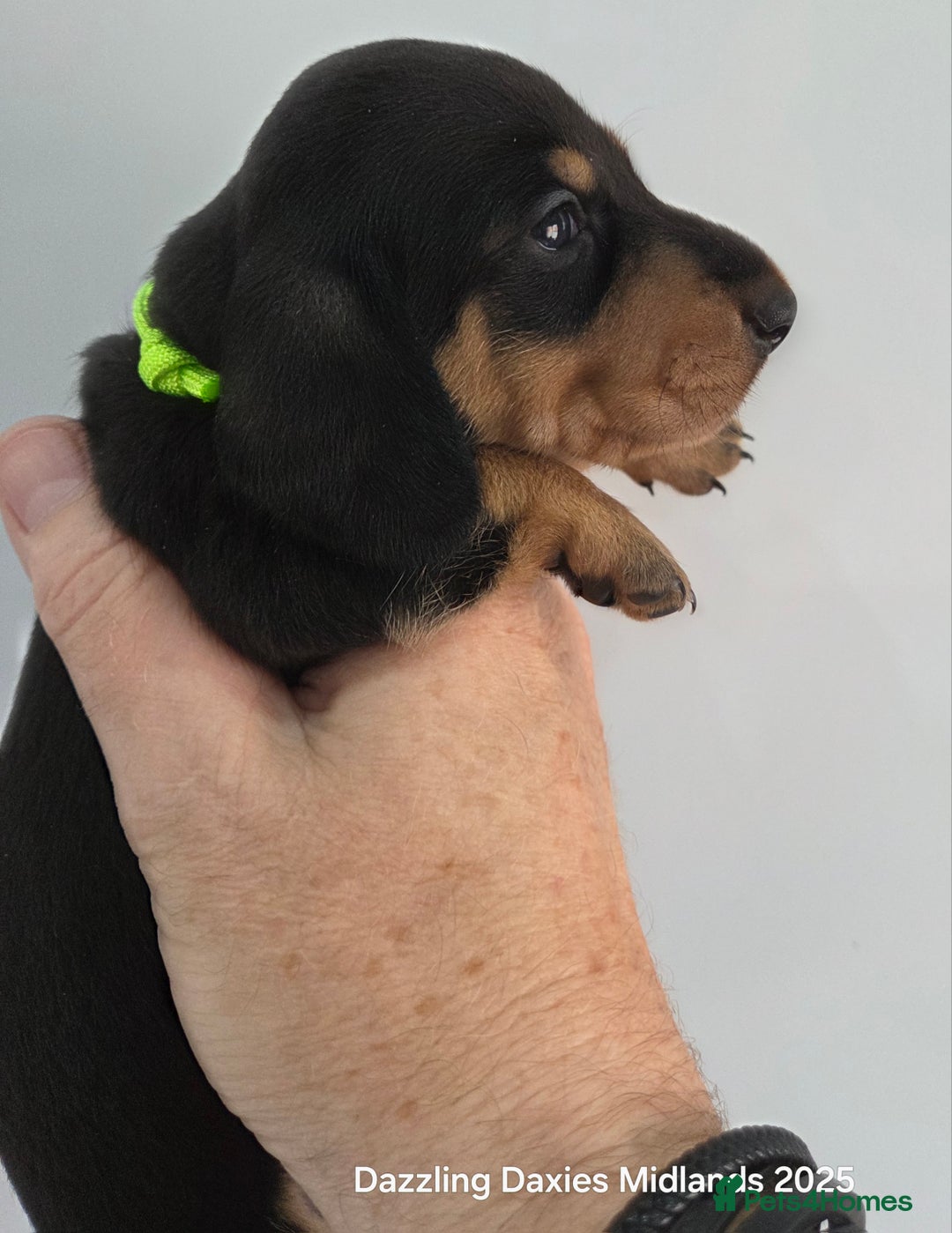 Miniature Dachshund dogs for sale: Shorthaired Minature Daschunds  - Image 9