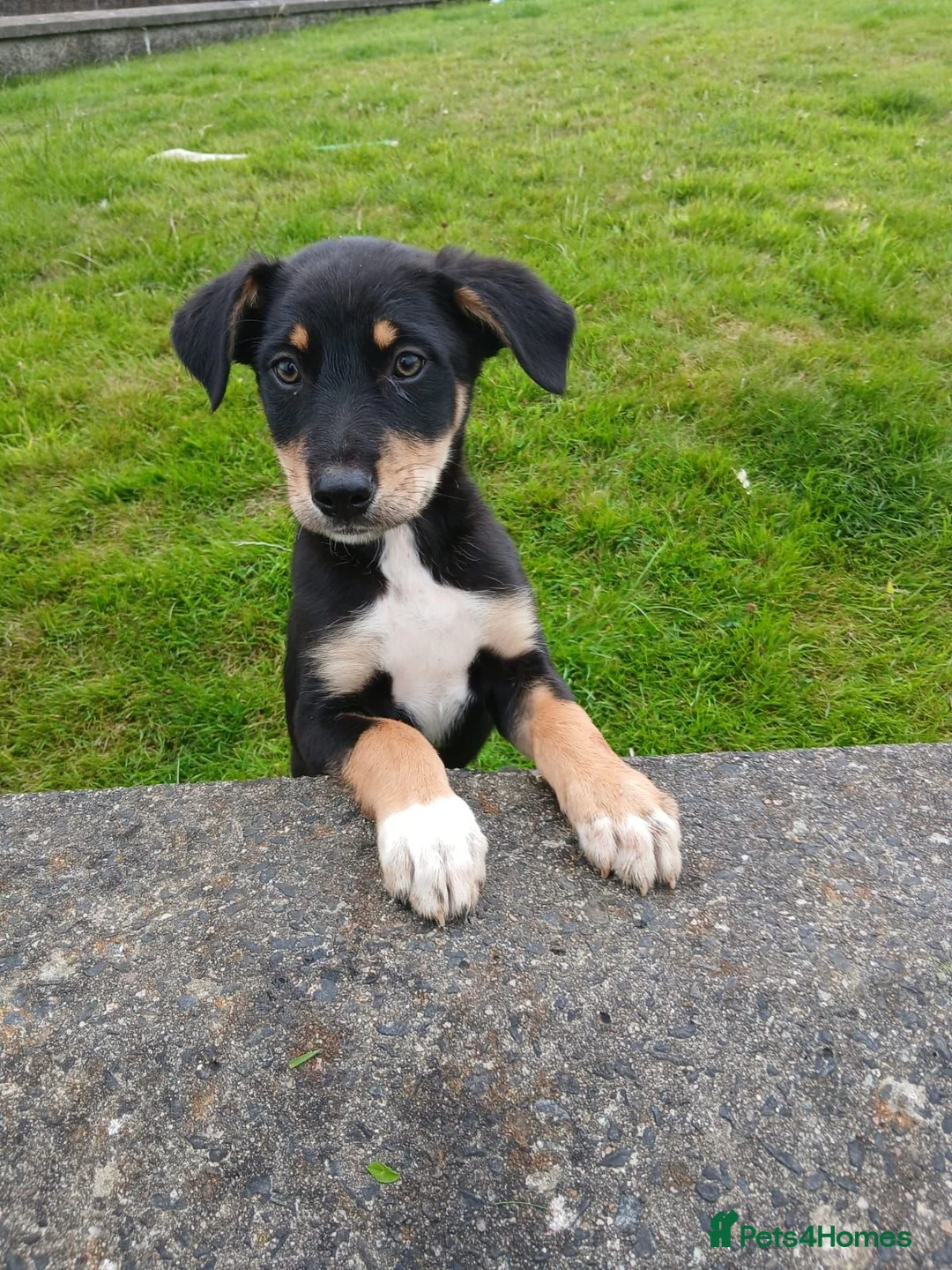 Australian Kelpie dogs for sale: Kelpie pups for sale in Ballymena - Advert 2