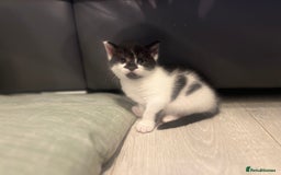Mixed Breed cats for sale: Perfect Kittens  - Image 5