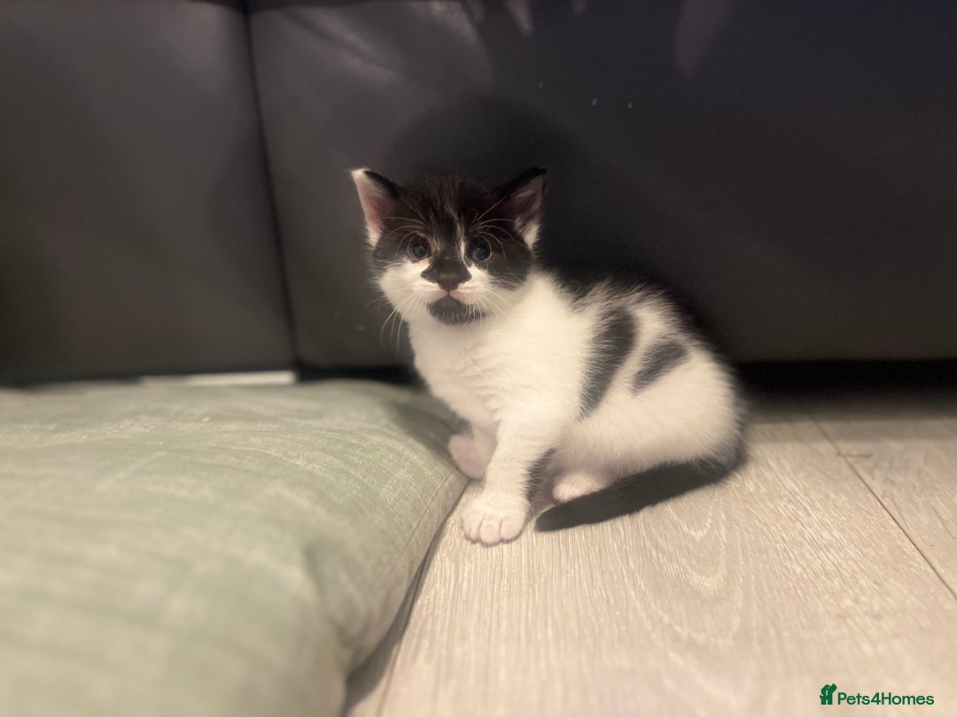 Mixed Breed cats for sale: Perfect Kittens  - Image 5