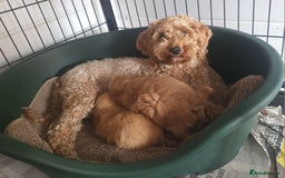 Maltipoo dogs for sale: Maltipoo puppies 5🌟licence breeder  - Image 4