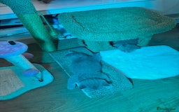British Shorthair cats for sale: British Shorthair Kitten 1 - PURE Pedigree champion line Bsh kittens - Image 2
