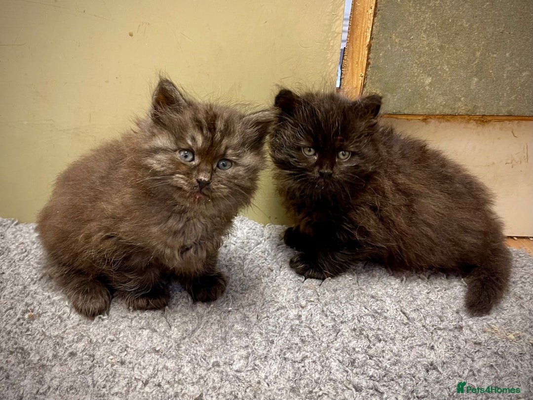 Siberian cats for sale: Fluffy, purebred, healthy Siberians come available - Advert 3