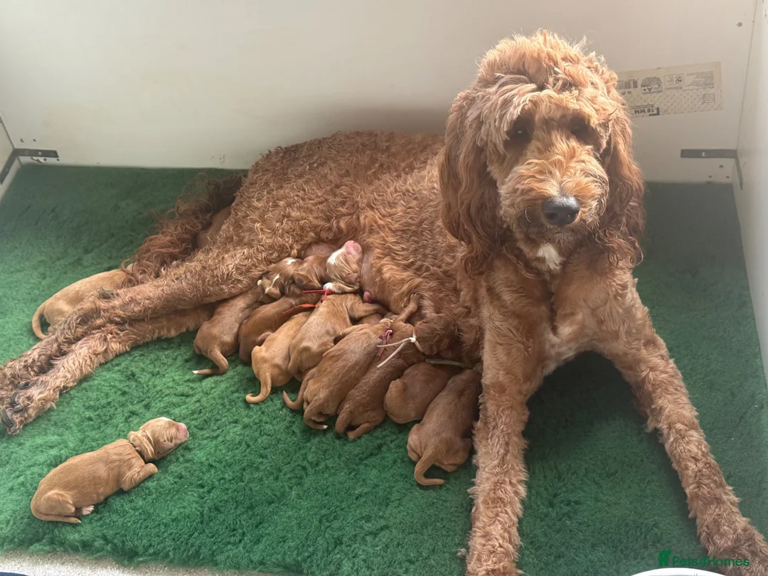Australian Labradoodle dogs for stud: STUD Australian labradoodle x Goldendoodle proven - Advert 2