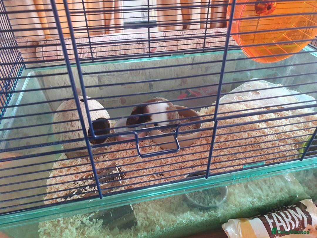 Hamster rodents for sale: 'Oreo' Syrian Hamster + Home/Accessories  - Image 7
