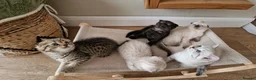 Scottish Fold cats for sale: 🐾Cute🐱 Scottish fold and Scottish straight🐱🐾 - Advert 1