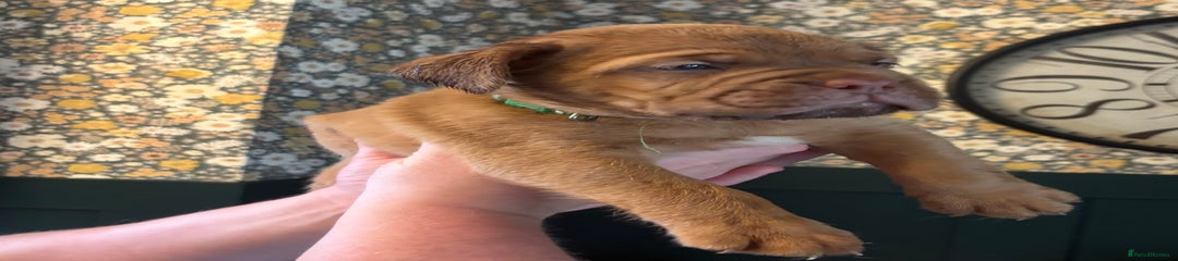 Dogue De Bordeaux Puppy 1