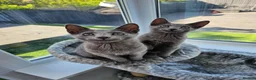 Russian Blue cats for sale: GCCF Registered Russian Blue Kittens - Advert 6