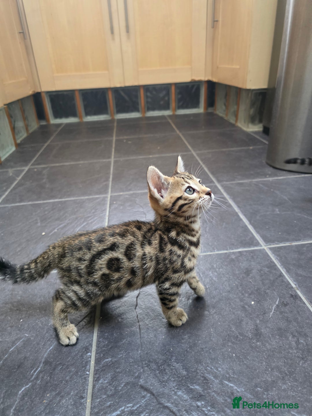 Bengal cats for sale: Outstanding quality Brown rosetted bengal kittens  - Advert 23
