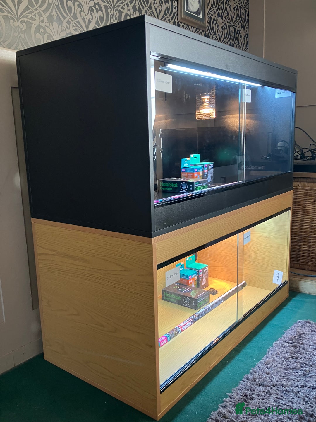 Bearded Dragon reptiles for sale: Bearded Dragon + New Vivarium Setup kit - Advert 3