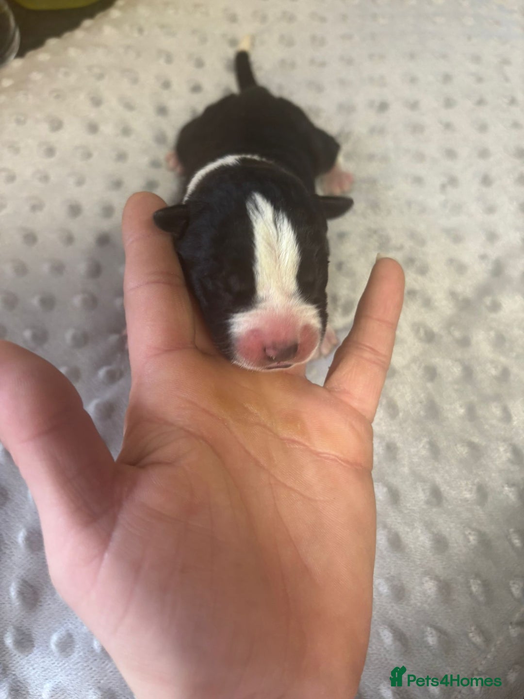 Mixed Breed dogs for sale: Huge American akita x cane corso pups - Image 2