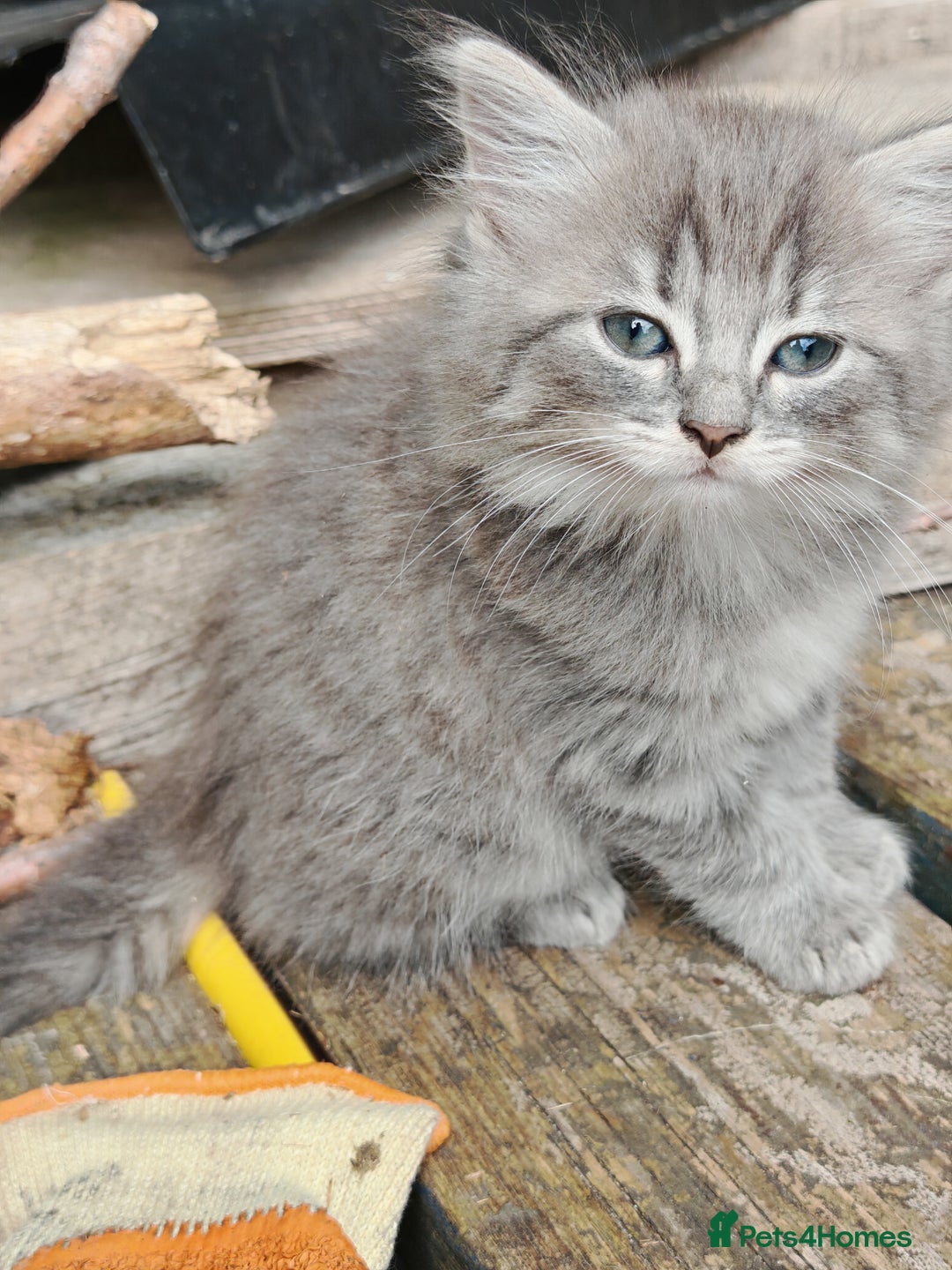 British Shorthair cats for sale: British Shorthair x - Image 13