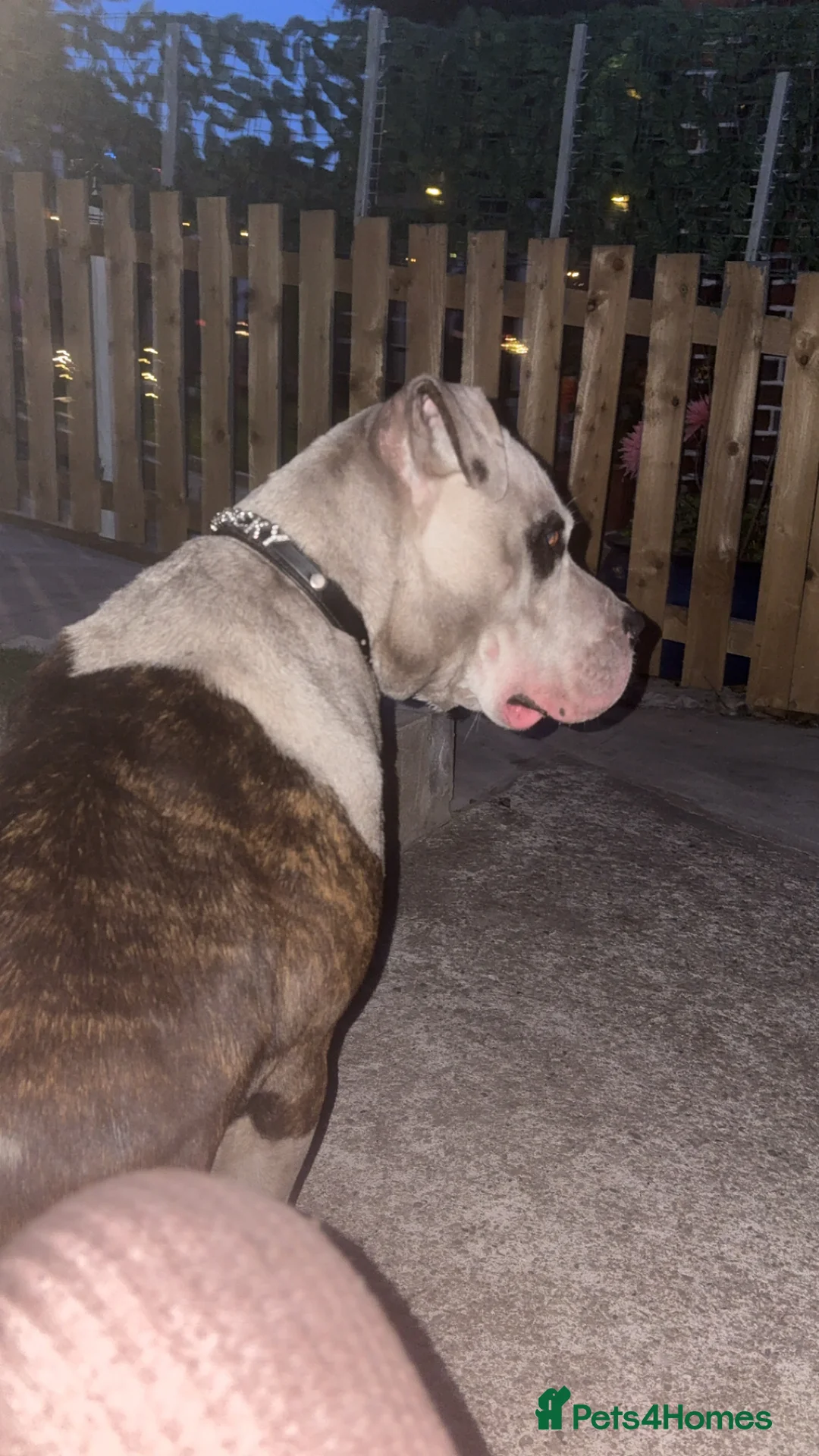 American Bulldog dogs for sale:  american bull dog  in Bradford - Advert 1