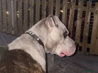 American Bulldog dogs american bull dog - Advert 13