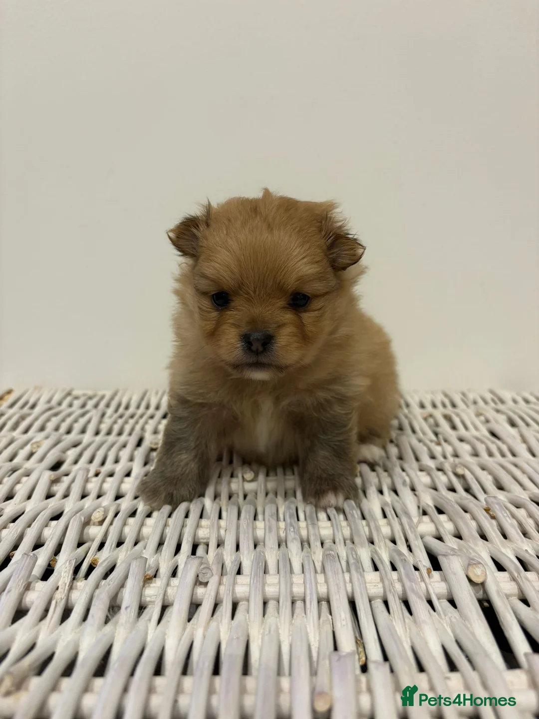 Pomeranian dogs for sale: Kc reg stunning pomeranian puppies  - Advert 6