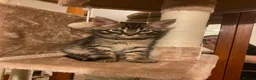 Mixed Breed cats for sale: Savannah X Maine Coon kittens - Advert 6
