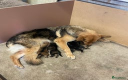 German Shepherd dogs for sale: German shepherd puppies for sale  - Image 9