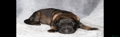 German Shepherd Puppy 6