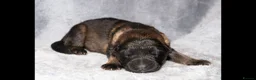 German Shepherd dogs for sale: KC, parents health Tested German shepherd Puppies  - Advert 28