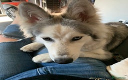 Siberian Husky dogs for sale: Beautiful Siberian husky girl in Bolton - Image 9