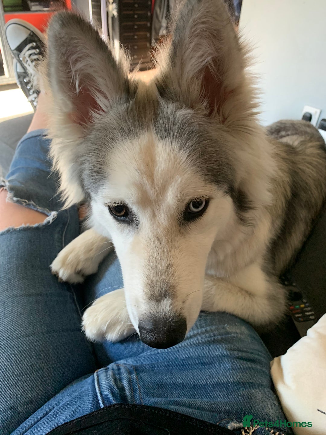 Siberian Husky dogs for sale: Beautiful Siberian husky girl in Bolton - Image 9