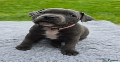 Staffordshire Bull Terrier dogs - Advert 8