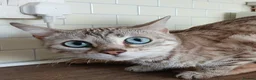 Bengal cats for sale: 3 Cats Need Loving Home - Advert 3