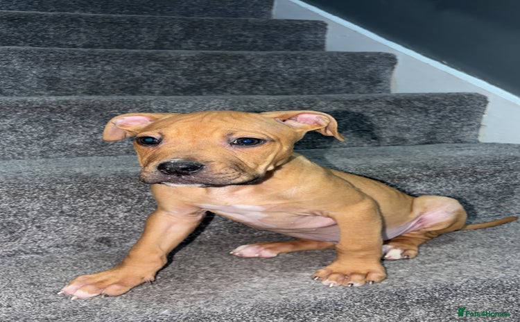 Mixed Breed dogs - Advert 3