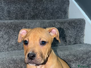 Mixed Breed dogs for sale - Advert 1