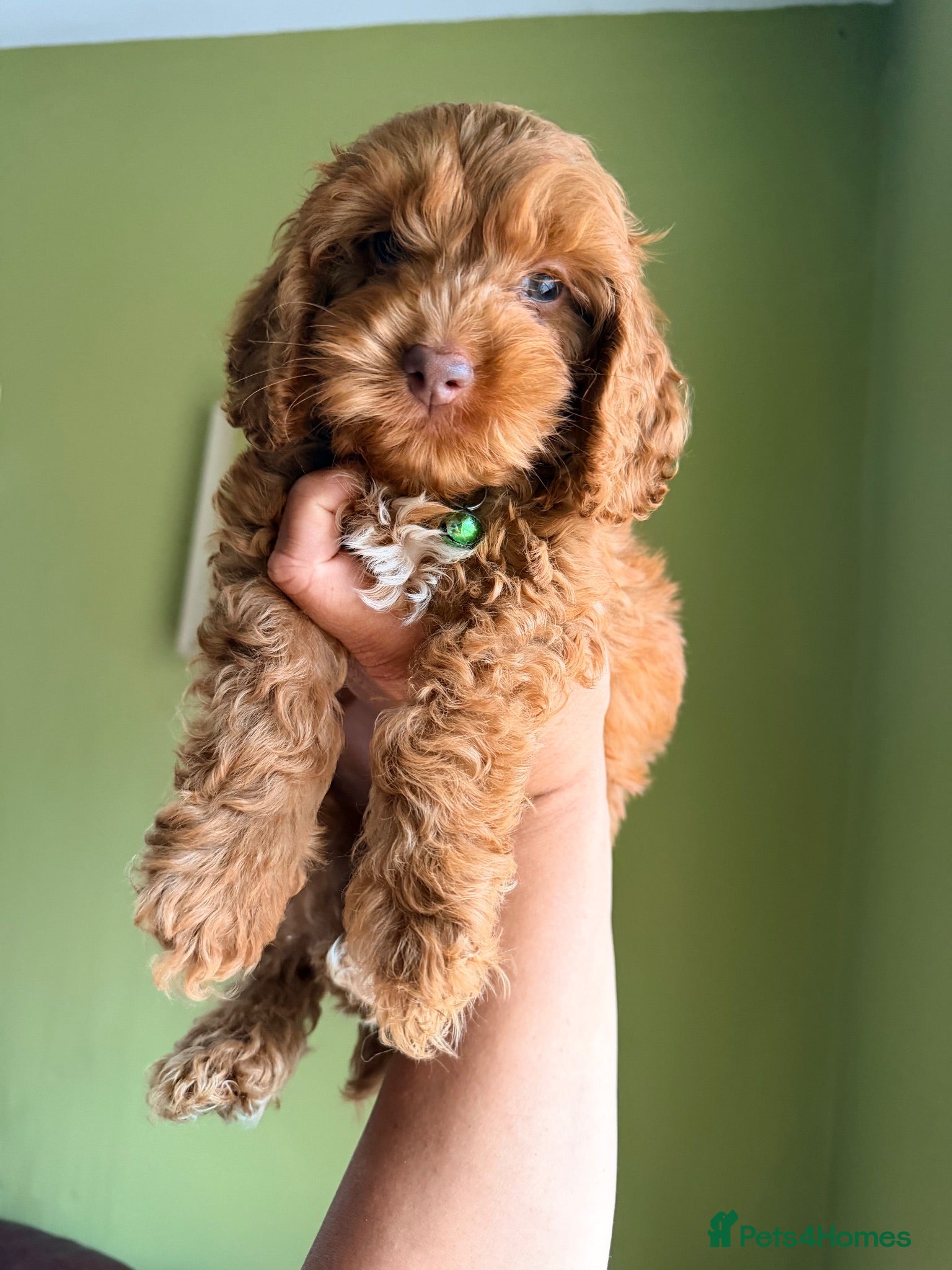 Cockapoo dogs F1 Cute Fluffy Pups ready to Go Home  - Advert 2