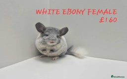 Chinchilla rodents for sale: STUNNING BABIES CHINCHILLA MIX COLOURS AND GENDER  - Image 9