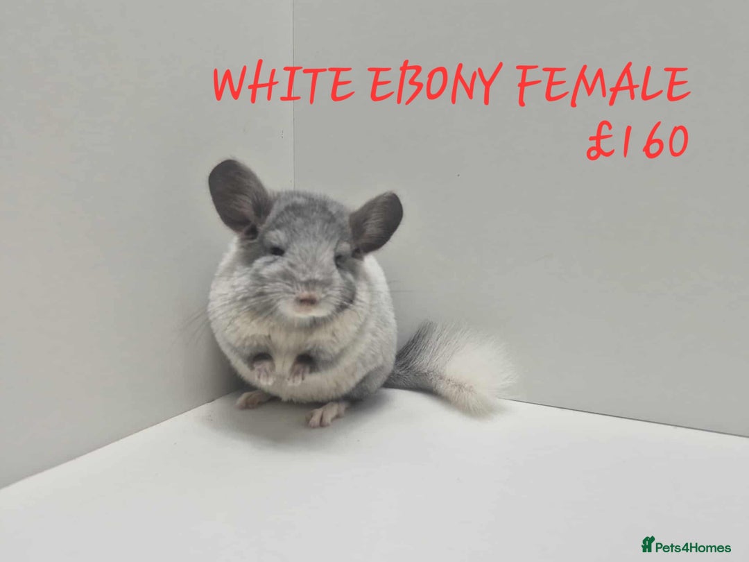 Chinchilla rodents for sale: STUNNING BABIES CHINCHILLA MIX COLOURS AND GENDER  - Image 9
