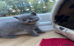 British Shorthair cats for sale: 5 playful blue British short hair kittens  - Image 14