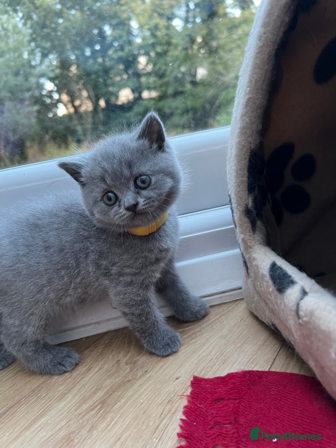 British Shorthair cats for sale: 5 playful blue British short hair kittens  - Image 14