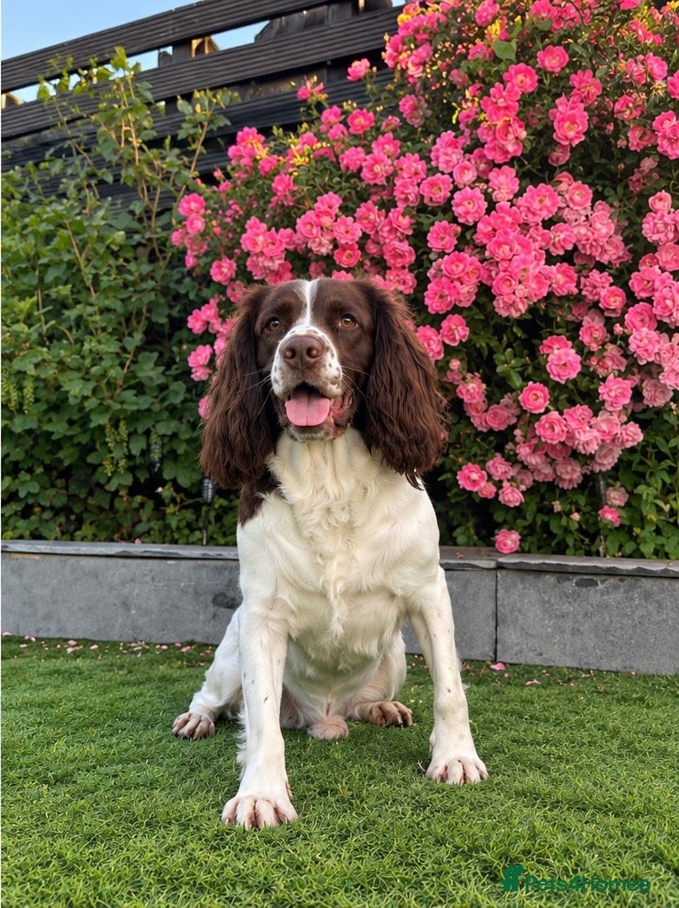 English Springer Spaniel dogs for stud: 🏆🐾 STUD DOG AVAILABLE – MILO 🐾🏆 - Advert 1