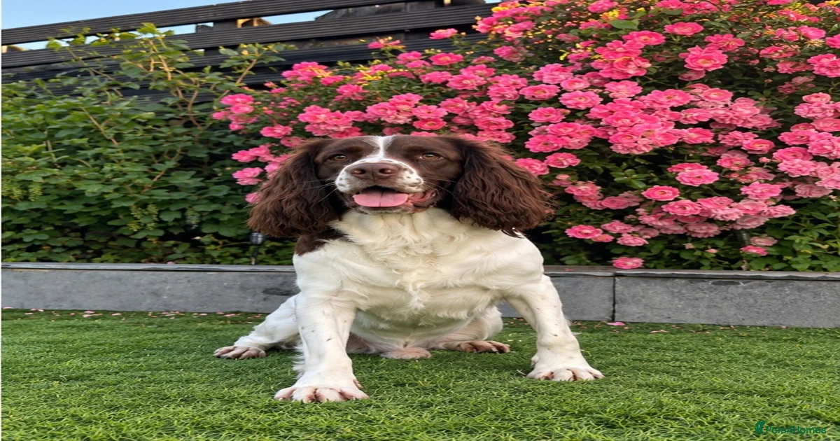 🏆🐾 STUD DOG AVAILABLE – MILO 🐾🏆 for stud in Hull | Pets4Homes