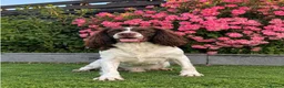 English Springer Spaniel dogs for stud: 🏆🐾 STUD DOG AVAILABLE – MILO 🐾🏆 in Hull - Advert 1
