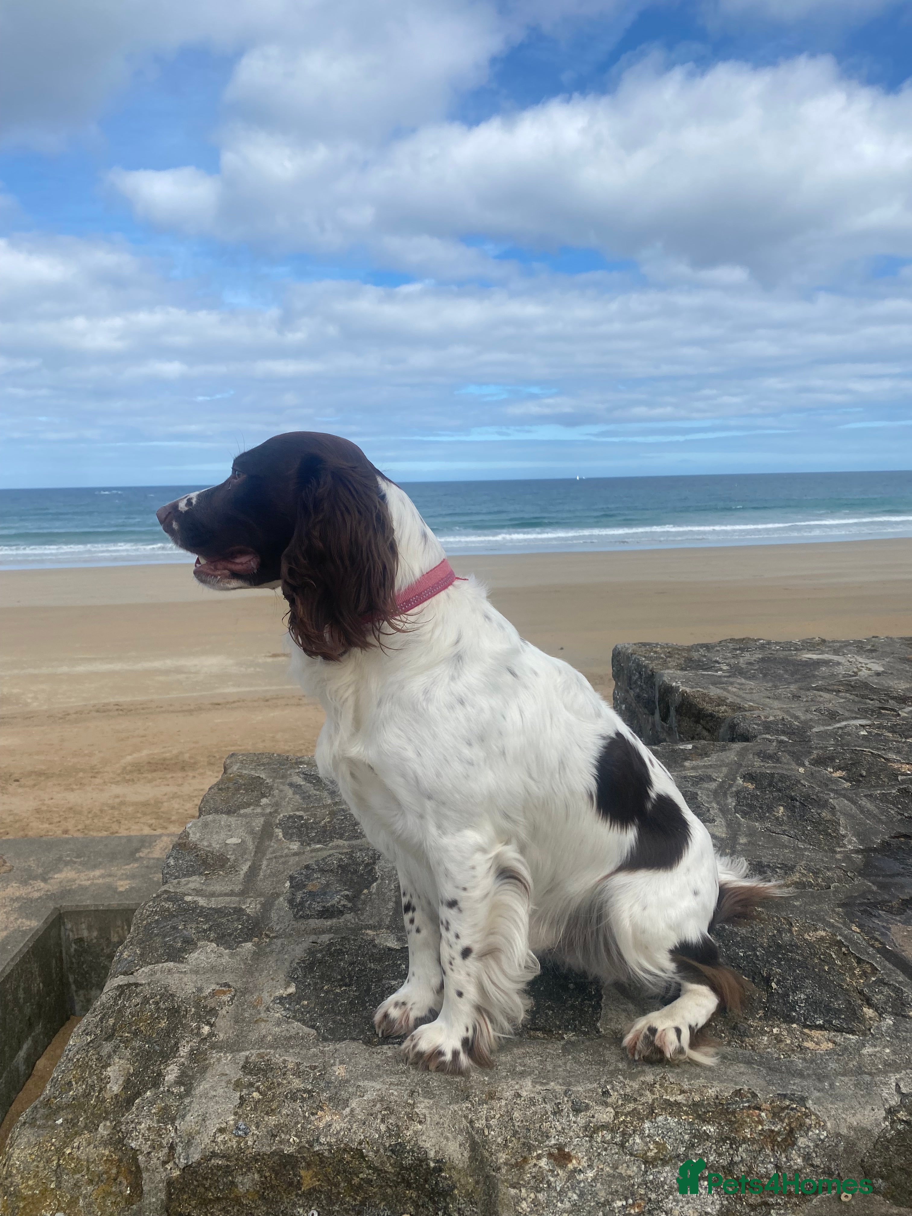 English Springer Spaniel dogs English Springer spaniel liver / white STUD  in Calne - Advert 7