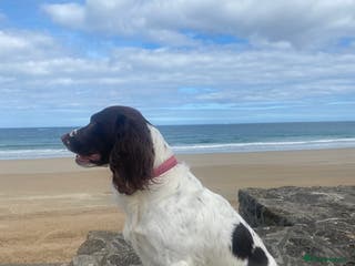 English Springer Spaniel dogs English Springer spaniel liver / white STUD in Calne - Advert 3