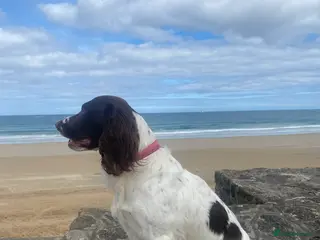 English Springer Spaniel dogs English Springer spaniel liver / white STUD in Calne - Advert 4