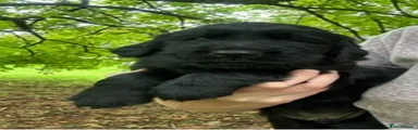 Flat coated Retriever 7