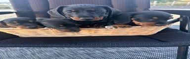 Dachshund 1
