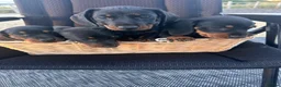 Dachshund dogs for sale: Dachshund  in Swadlincote - Advert 11