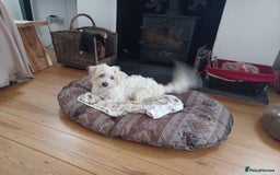 Mixed Breed dogs for adoption: Madalina  - Image 2
